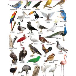 Sawan Birds Wall Chart - English-13