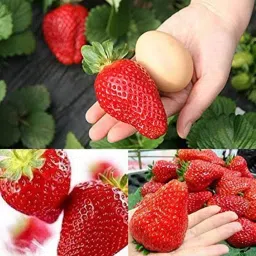 Giant Strawberry Seeds Seed-picture-18