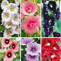 ™ Holyhock Plant Seeds,Double Hollyhock Flower Seed-image-74