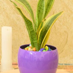SONE KEY CHIDIYA Purple Indoor Planter-image-16
