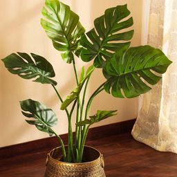 Elemntl Green 1 Pieces Monstera Deliciosa With Pot-image-37