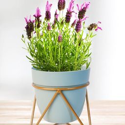 Nymph Blue Flower Planters With Stand-image-82