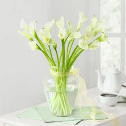 Pure Radiance-image-13