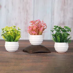 Foliyaj Set Of 3 Green, Yellow And Pink Mini Daisy Plants With Small White Lined Pots (Set Of 3)-picture-21