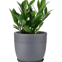 GARDEN'S NEED Grey Jaguar Cool Pot Round Shape Planter With Tray-39