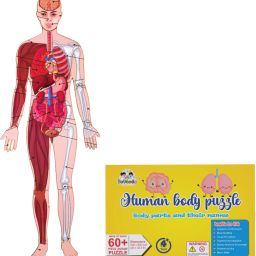 Human Body Puzzle Kids 4+ (Single Pack) Perfect Gift for Kids' Activities!-image-64