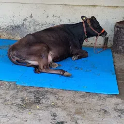 Cow Mat Waterproof Rubber Mat 8*5_Feet BPA Free For Horse | Cow, Dog, Hamster, Guinea Pig, Miniature Pig Pet Mat-image-89
