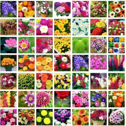 Blimburn Hybrid Flower Seeds | 2200+ Seeds | 50 Varieties | All-Season Seed-42
