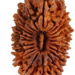 Natural Certified 21 Mukhi Rudraksha Wood-image-42