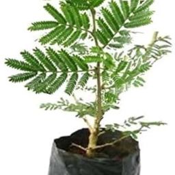 Shami/Jand Plant-image-37