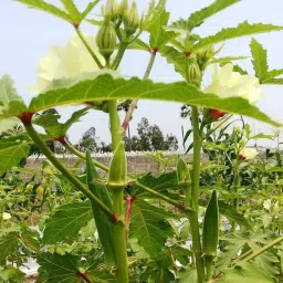 Green okra seeds pack of 38 Seed-image-46
