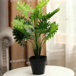 fourwalls Plastic Green Philodendron With Pot Artificial Plants-picture-28