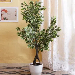 fourwalls Polyester Green Decorative Variegated Ficus Without Pot Artificial Plants-picture-23