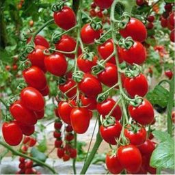 Cheery Tomato seeds, Exotica tomato seeds, 100 seeds Seed-image-15