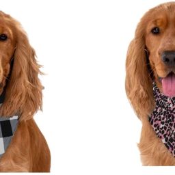 Bandana for Cat, Dog-image-99