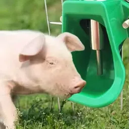 1 L Water Trough-picture-15