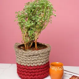 HABERE INDIA Red & Beige Crochet Handmade Sustainable Planter-image-70
