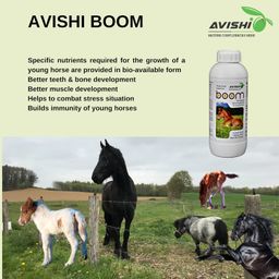 Avishi Boom for Growing Horses, (1 Litre) Bioavailable Starter Supplement for Better Muscle, Bone and Teeth Development, Helps to Build Immunity and Combat Stress image 2