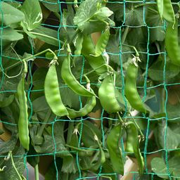 generic SEEDERRA Plant Climbing net & Creeper Net & Plant Trellis Net Plant Support Net Green Color for Agriculture and Gardening Net - 4Feet x 6Feet (Pack of 1) image 4