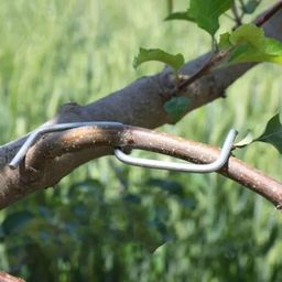 MYADDICTION 30 Pieces Fruit Branch Spreaders Branch Shape Tool for Fruit Trees Gardening image 2