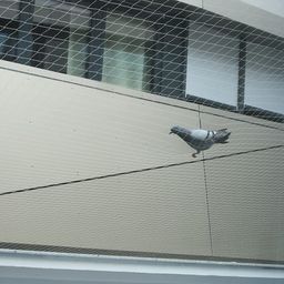 Vahi Bird Net | Anti Bird Net |Pigeon Net | Window Balconies Jali |Birds Control Nets UV Stabilised HDPE Nylon Netting Solution Installation Kit Included - 5 Ft X 30 Ft (152.4cm x 914.4cm) - White image 3