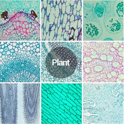 Microscope prepared slides set of 50 slides botany and zoology image 2