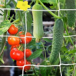 WNE Jaliwale Plant Climbing net & Creeper Net & Plant Trellis Net Plant Support Net White Color for Agriculture and Gardening Net - 6Feet x 3Feet image 1