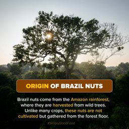 Urban Platter Brazil Nuts, 250g (Rich in Selenium | Superfood | Have 1 Daily | Product of Peru) image 4