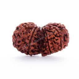 ARKAM Gauri Shankar Rudraksha Certified/Original Nepali Gauri Shankar Rudraksh/Natural Gauri Shankar Rudraksha (Brown) with Certificate and Puja Instructions image 1