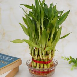 treevayu 3 Layer lucky bamboo image 1