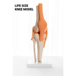 Kay Kay Industries 45cm Spine, Hip, Shoulder and Knee Joint Bone Combo Set with Free Lumber Disc Herniation Model | Set Of 5 | Anatomical Accurate Details and Life size Durable Material image 3