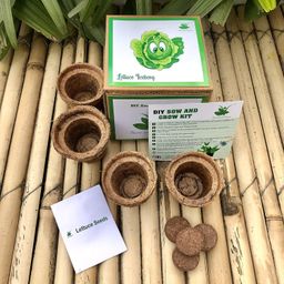 Sow and Grow DIY Seed Starter Gardening Grow Kit of Lettuce Iceberg for Home and Garden Grow it Yourself Kit | Best Eco Friendly Kids Birthday Return Gift image 2