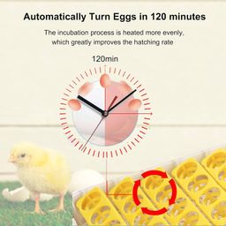 Ndeal | Egg Incubator for Hatching Eggs, Digital Mini Incubator with Automatic Turner for Hatching Chicken Duck Quail Bird Eggs(48 Eggs) image 3