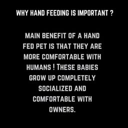 Agarwals Hand Feeding Syringe - Ideal for Feeding Baby Pets | Tranpsarent | Curve Tip 12 ml | for Birds | Hamsters | Puppys | Kittens | Rabbits(10 PCS) image 5