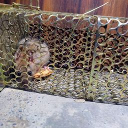 mclear Rat, Mouse, Rodent Trap, Catcher, Rustic Non-Toxic Iron Gold Color Net Design Heavy Quality Ultimate Solution to All Rat Problems, Medium Size Cage with Small Hole(23 x 11 x 11 cm), Pack of 1 image 4