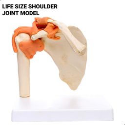 Kay Kay Industries 45cm Spine, Hip, Shoulder and Knee Joint Bone Combo Set with Free Lumber Disc Herniation Model | Set Of 5 | Anatomical Accurate Details and Life size Durable Material image 4