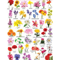 Sawan Flowers Wall Chart - English-13