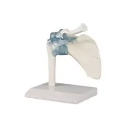 NS Educational White Plastic Shoulder Joint Model Imported Type for Medical Schools, Colleges-32