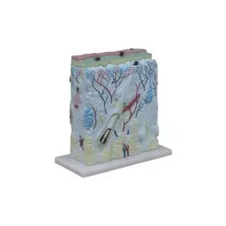 NS Educational Multicolor Skin Model Imported Type for Medical Schools-35