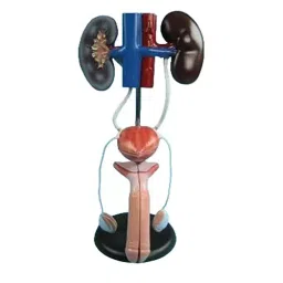 NS Multicolor Plastic Female Urogenital System Model Imported Type for Medical Schools, Colleges-picture-34