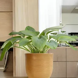 Go Hooked Milano Brown & Green Durable Planter-34