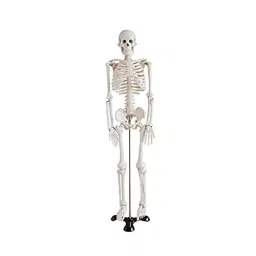 NS 85 cm Height Skeleton Model Imported Type Mounted on Stand for Medical Schools-24