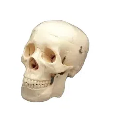 NS Educational White Plastic Life Size Skull Imported Type for Medical Schools-picture-31
