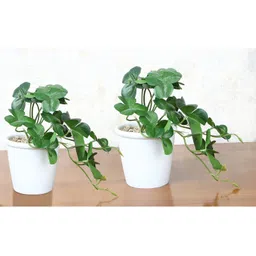 Foliyaj Set Of 2 Artificial Clover Plants In White Pots Embedded With Brown Stones (Set Of 2)-picture-26