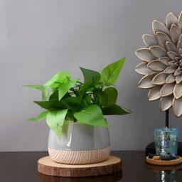 TAYHAA Grey & White Slatewood Elegance Printed Ceramic Planter-52