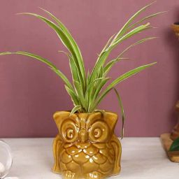 Aapno Rajasthan Brown Ceramic 'Owl-Shaped' Planter Pot - Set of 1-31