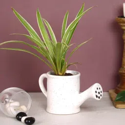 Aapno Rajasthan White Ceramic 'Watercan-Shaped' Planter Pot - Set of 1-47