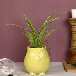 Aapno Rajasthan Yellow Ceramic 'Owl-Shaped' Planter Pot - Set of 1-13