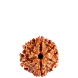 GenZcomplex Unisex Six Mukhi (6 face) Rudraksha Pendant-53
