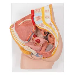 A-ONE SCIENCE Multicolor PVC Human Female Pelvis Section Model AOSBM123-picture-18